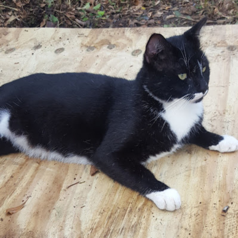 Meet your Posher, Rommy